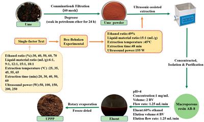 Exploring the potential of ume-derived proanthocyanidins: novel applications for blueberry preservation